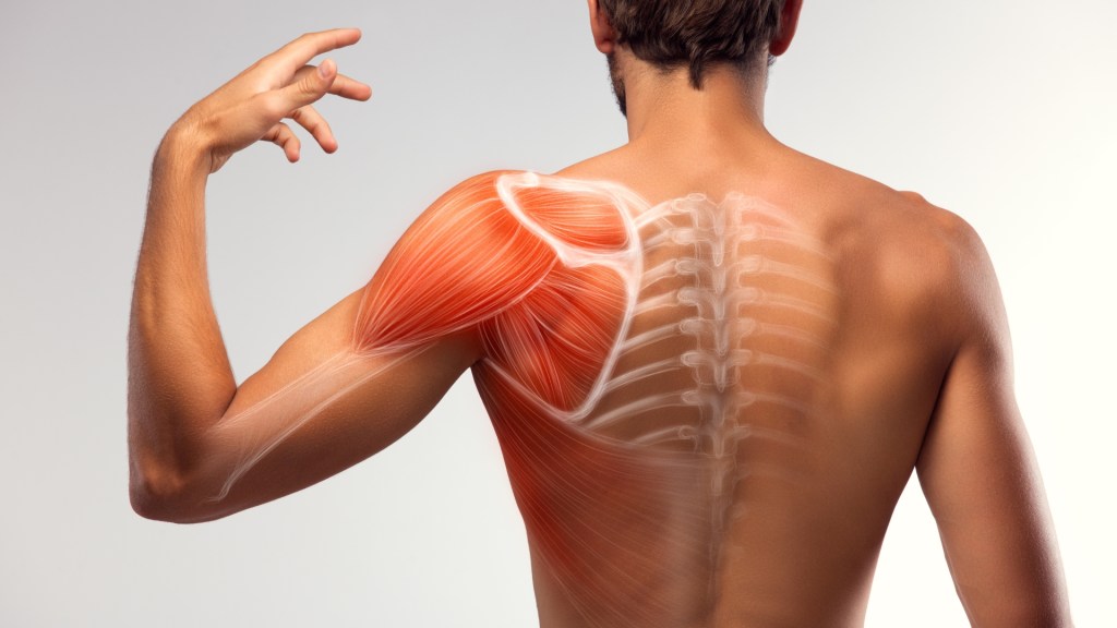 Rendering of the muscles in the back and shoulder
