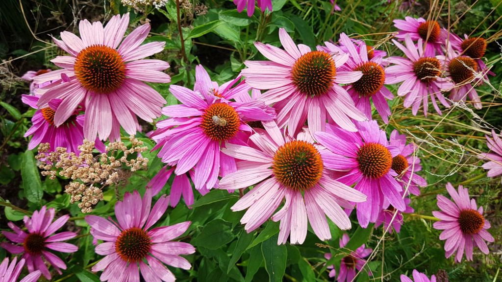 Pink and purple coneflowers with orange centers are in full bloom amidst green foliage.
