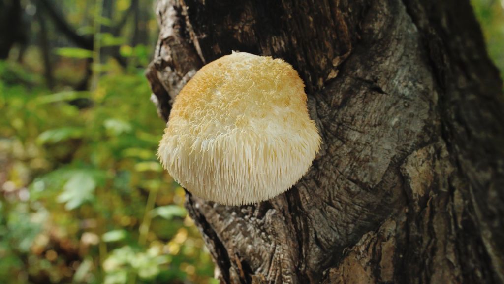 A Lion's Mane mushroom growing on the trunk of a tree in a forest.