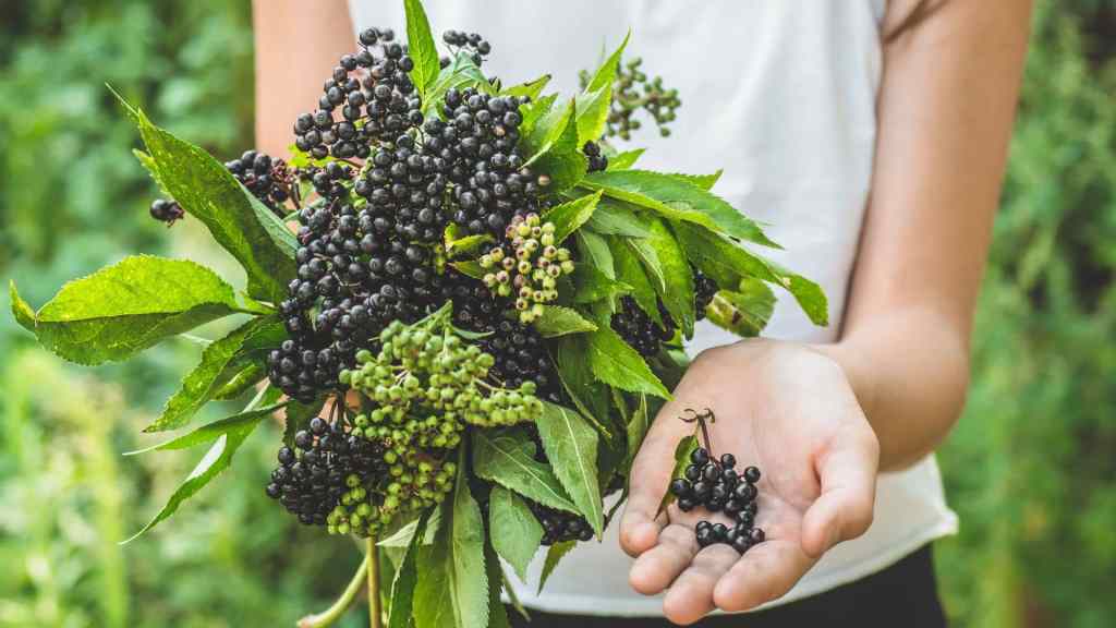 Person holding a large bunch of dark berries with green leaves in one hand and a few berries in the other.