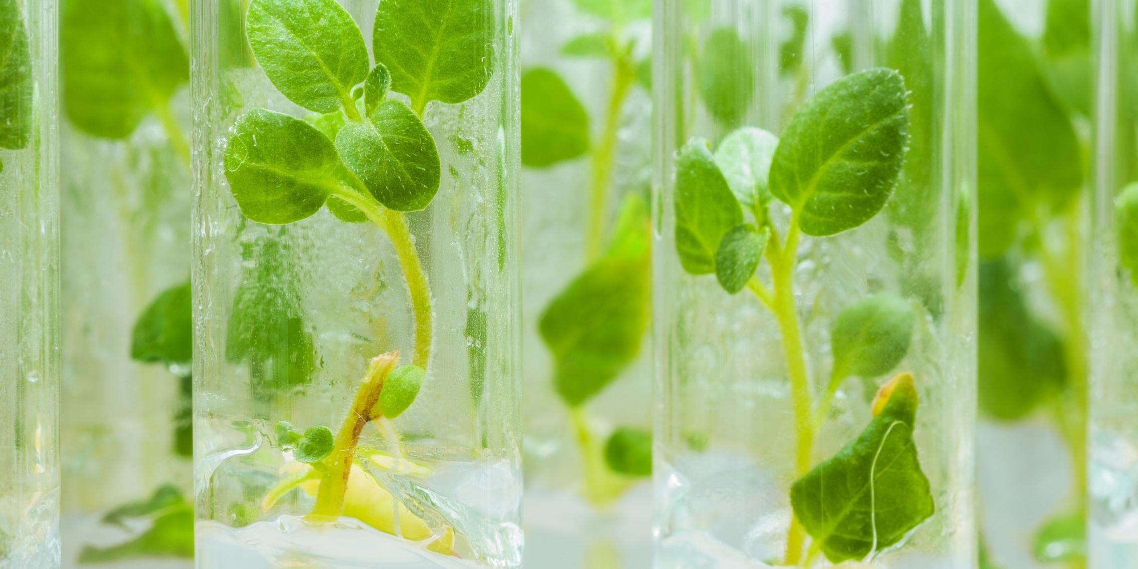 Understanding Foundational Nutrition