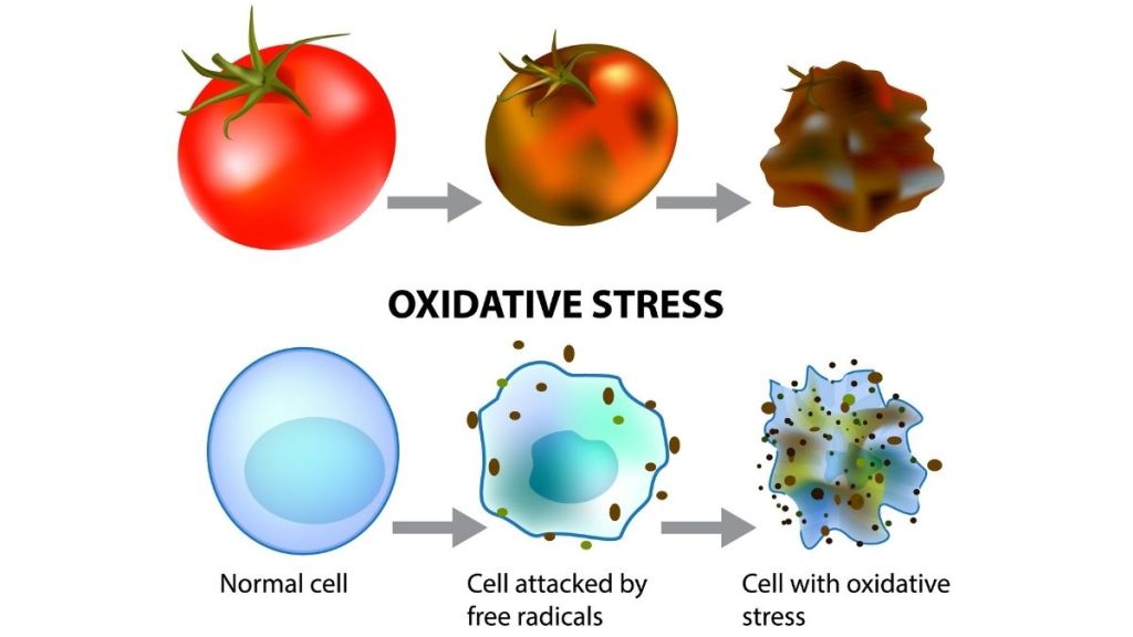 Graphic illustrating the process of oxidative stress. A tomato rotting over time is used as an example alongside the process by which it happens to a cell, from a "normal cell", to a "Cell attacked by free radicals" to a "Cell with oxidative stress".