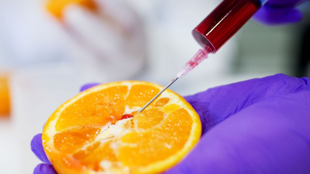 A syringe with red liquid is being injected into an orange held by a person wearing purple gloves.