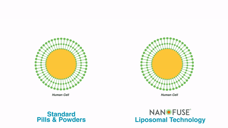 Demonstration of how liposomal supplements absorb better than standard supplements.