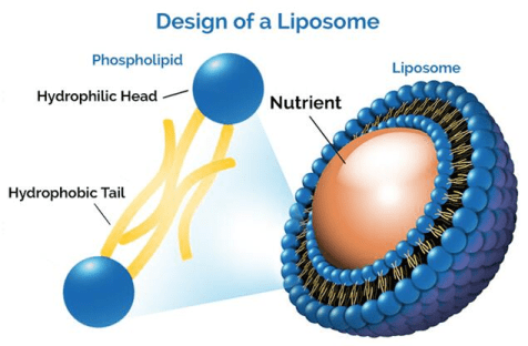 Graphic illustrating the different components of a liposome.