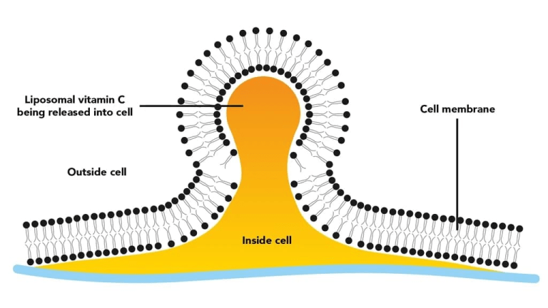Graphic illustrating how liposomes release vitamin c to the interior of a cell.